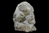 Fossil Ammonite (Cleviceras) Cluster - Sandsend, England #176348-1